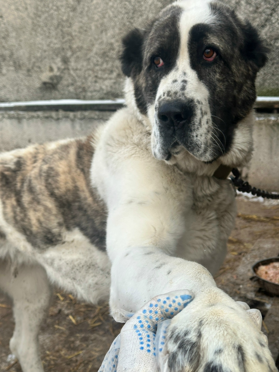 Найдена собака в Красноярске — фото объявления