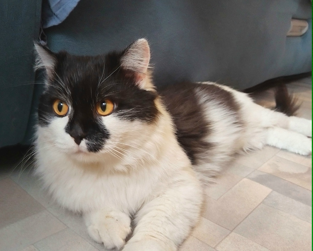 Найдена собака в Красноярске — фото объявления