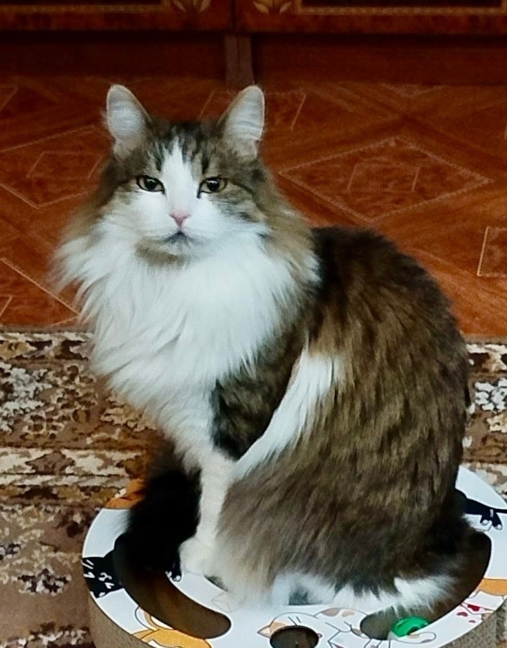 Найдена собака в Красноярске — фото объявления