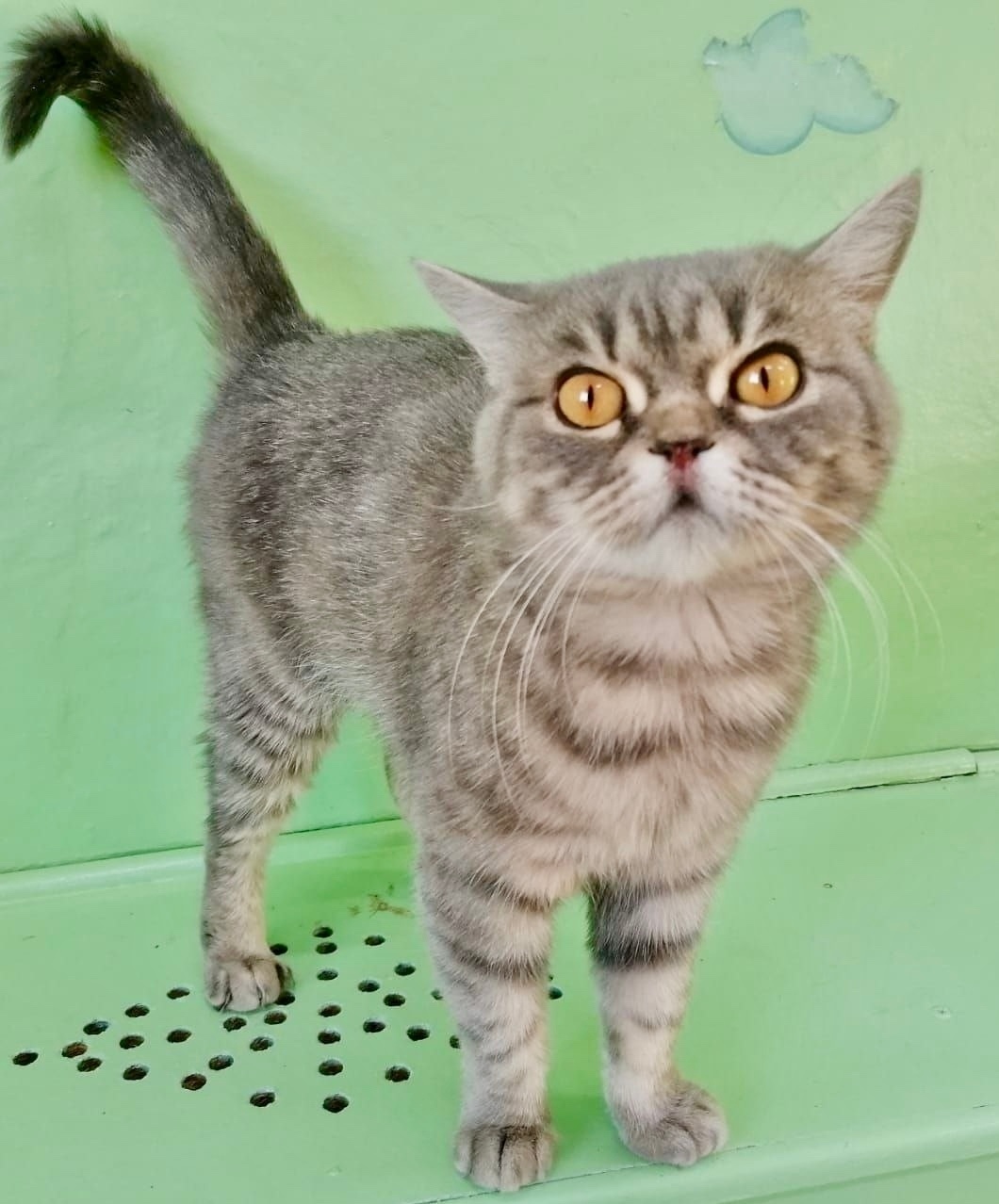 Найдена собака в Красноярске — фото объявления