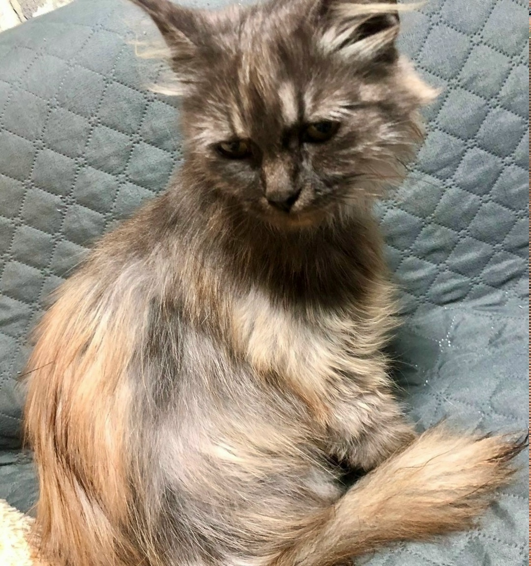 Найдена собака в Красноярске — фото объявления