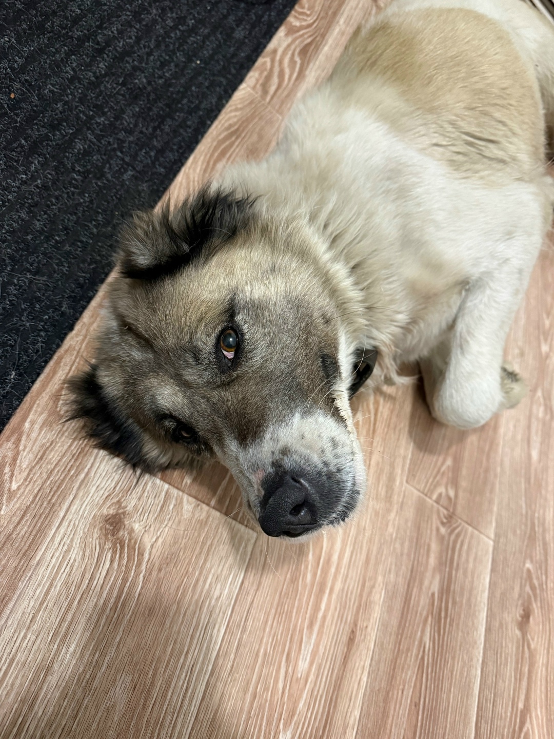 Найдена собака в Красноярске — фото объявления