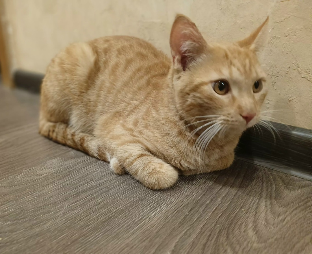 Найдена собака в Красноярске — фото объявления