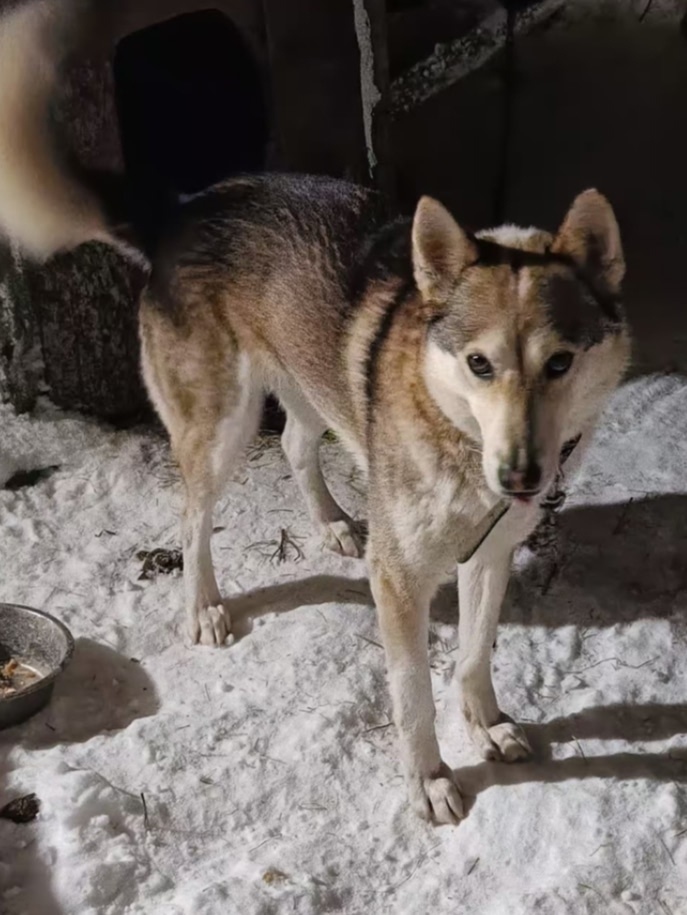 Найдена собака в Красноярске — фото объявления