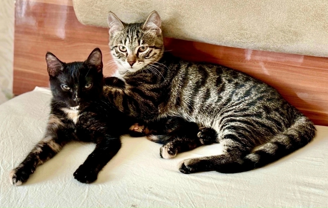 Найдена кошка в Красноярске — фото объявления