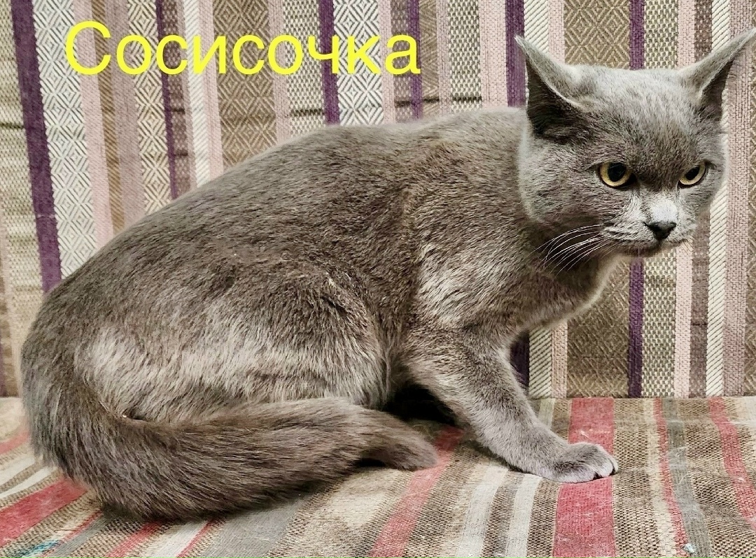 Найдена кошка в Красноярске — фото объявления