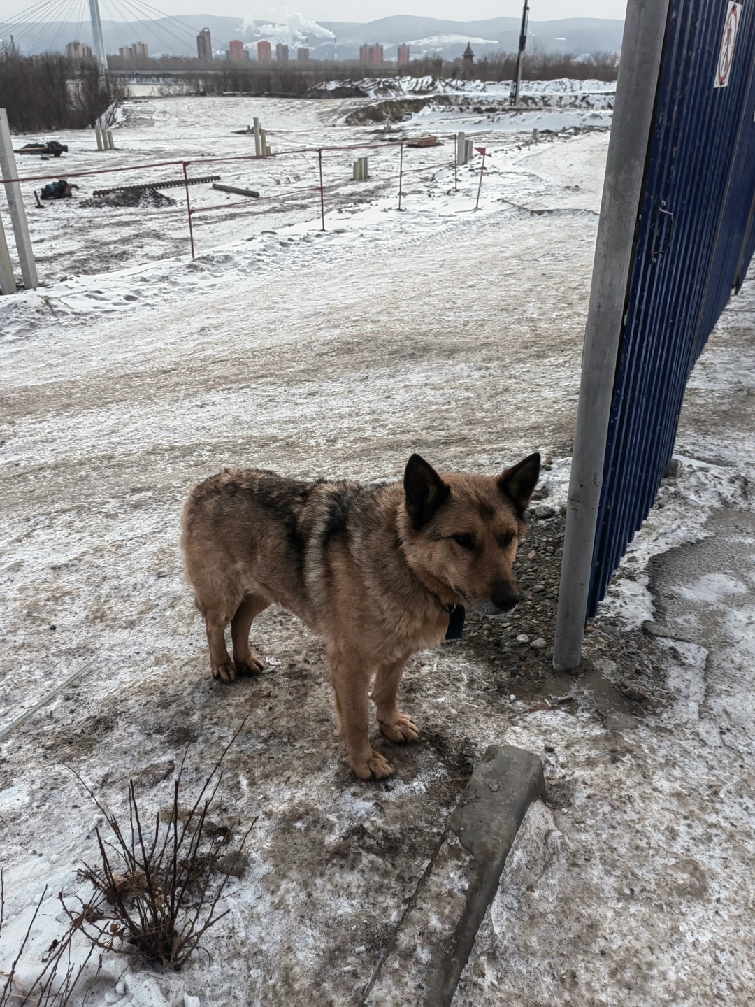Пропала собака в Красноярске — фото объявления