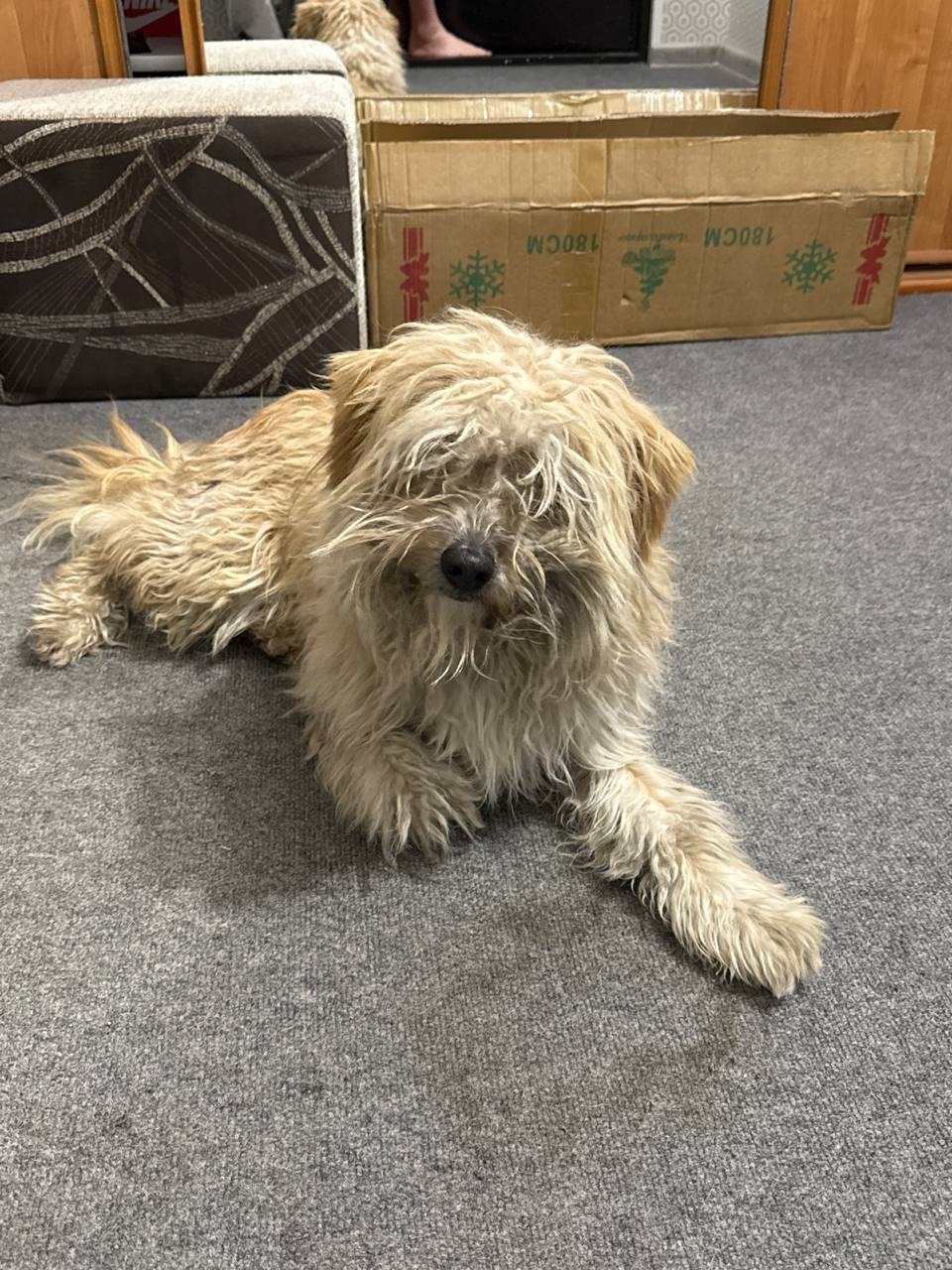 Найдена собака в Красноярске — фото объявления