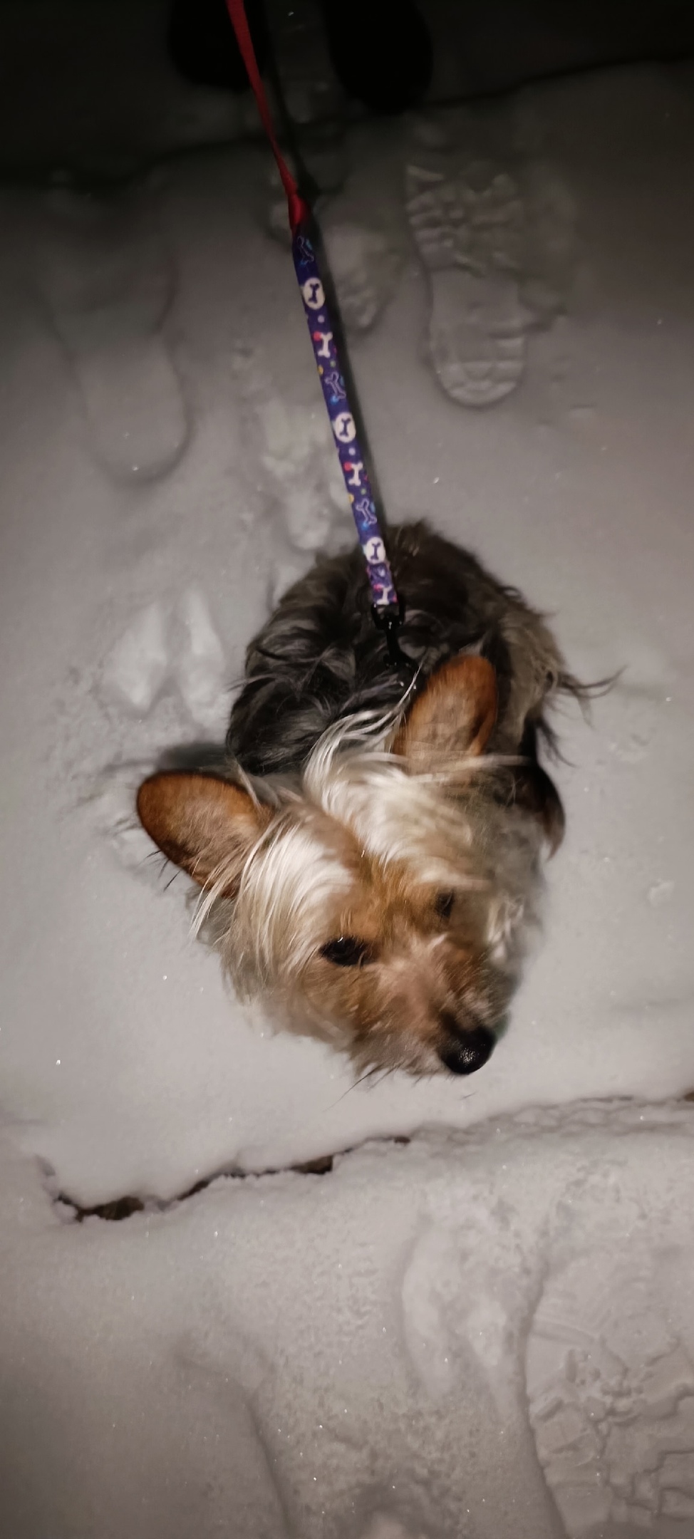 Найдена собака в Красноярске — фото объявления