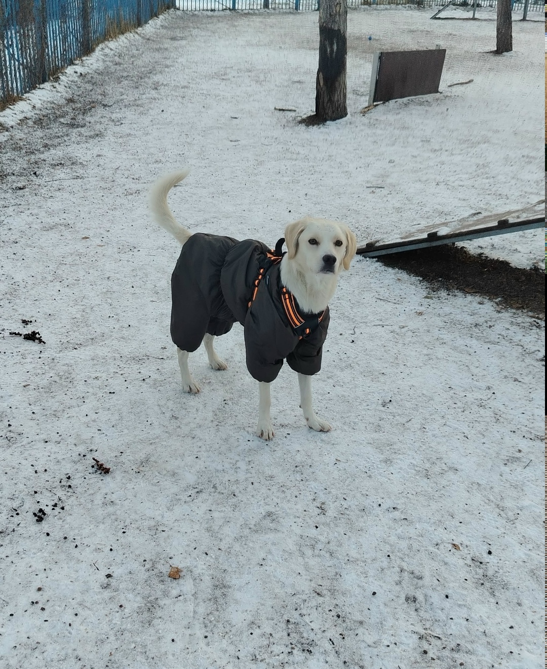 Пропала собака в Красноярске — фото объявления