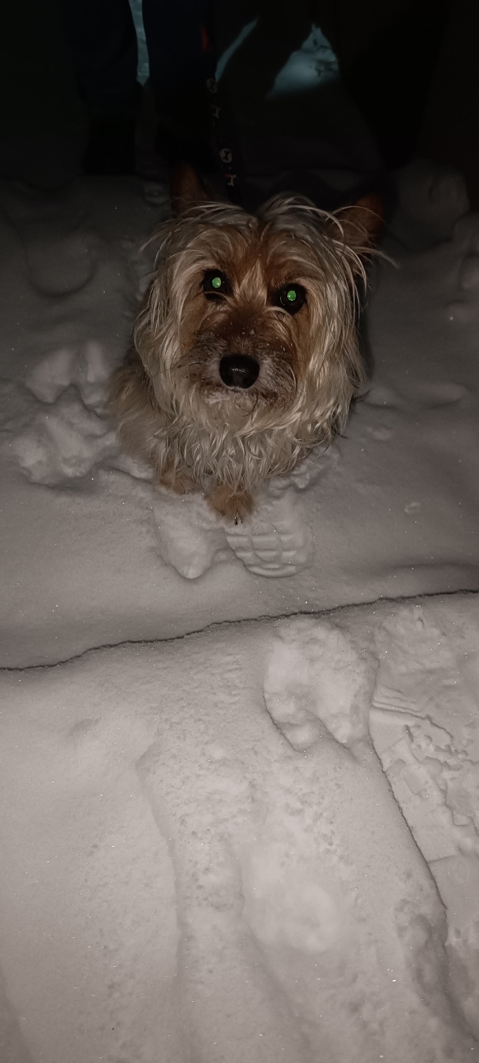 Найдена собака в Красноярске — фото объявления