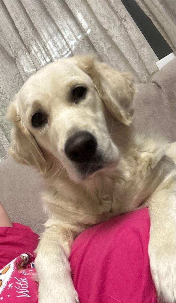 Пропала собака в Красноярске — фото объявления