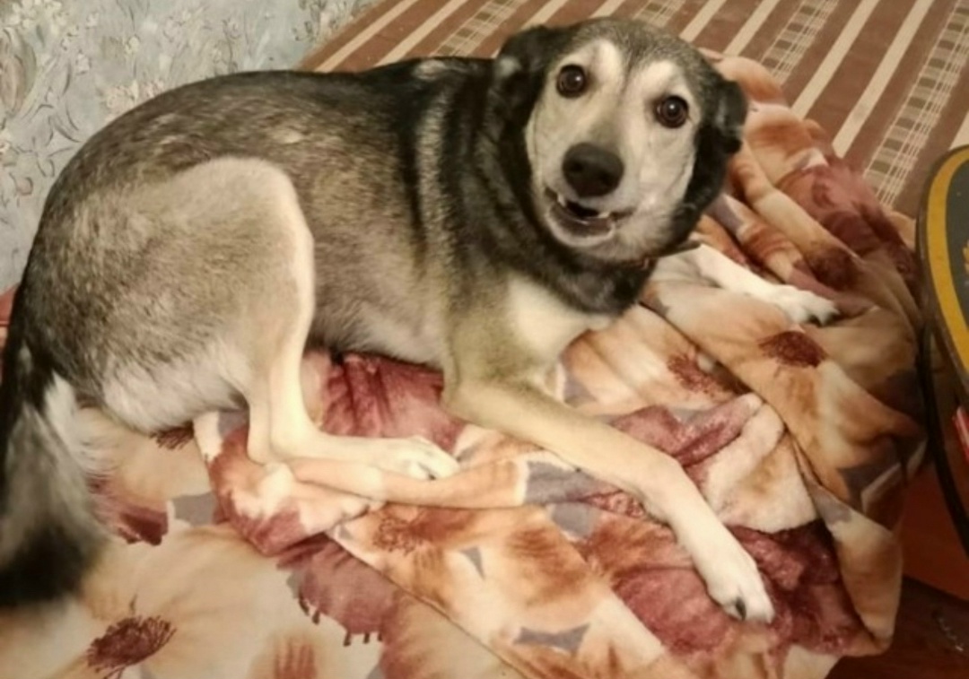 Пропала собака в Красноярске — фото объявления