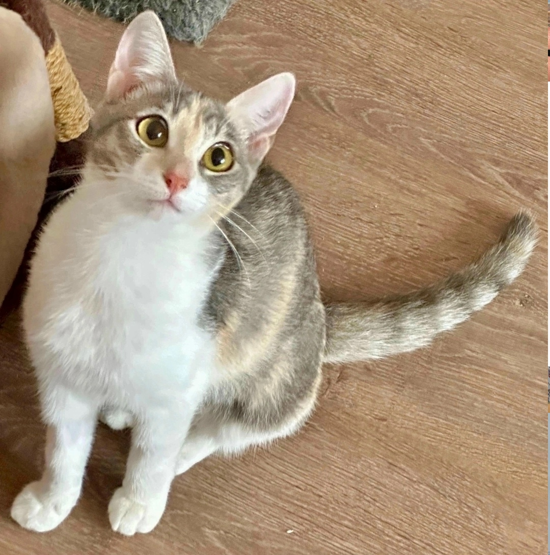 Найдена собака в Красноярске — фото объявления