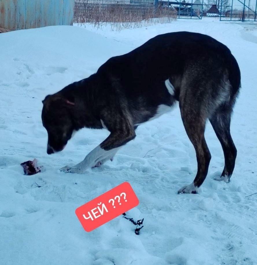 Пропала собака в Красноярске — фото объявления