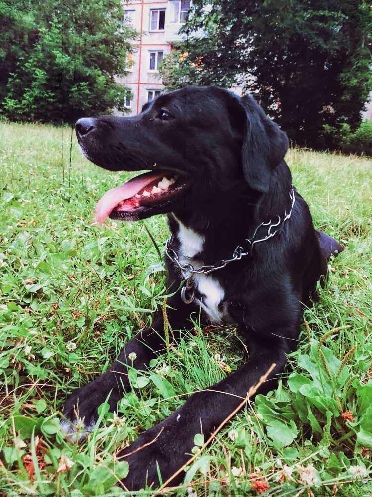 Пропала собака в Красноярске — фото объявления