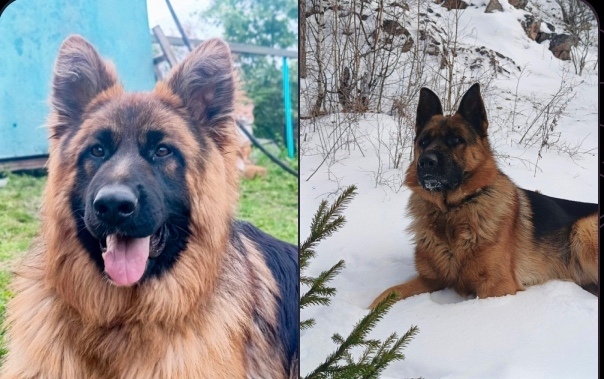 Найдена собака в Красноярске — фото объявления