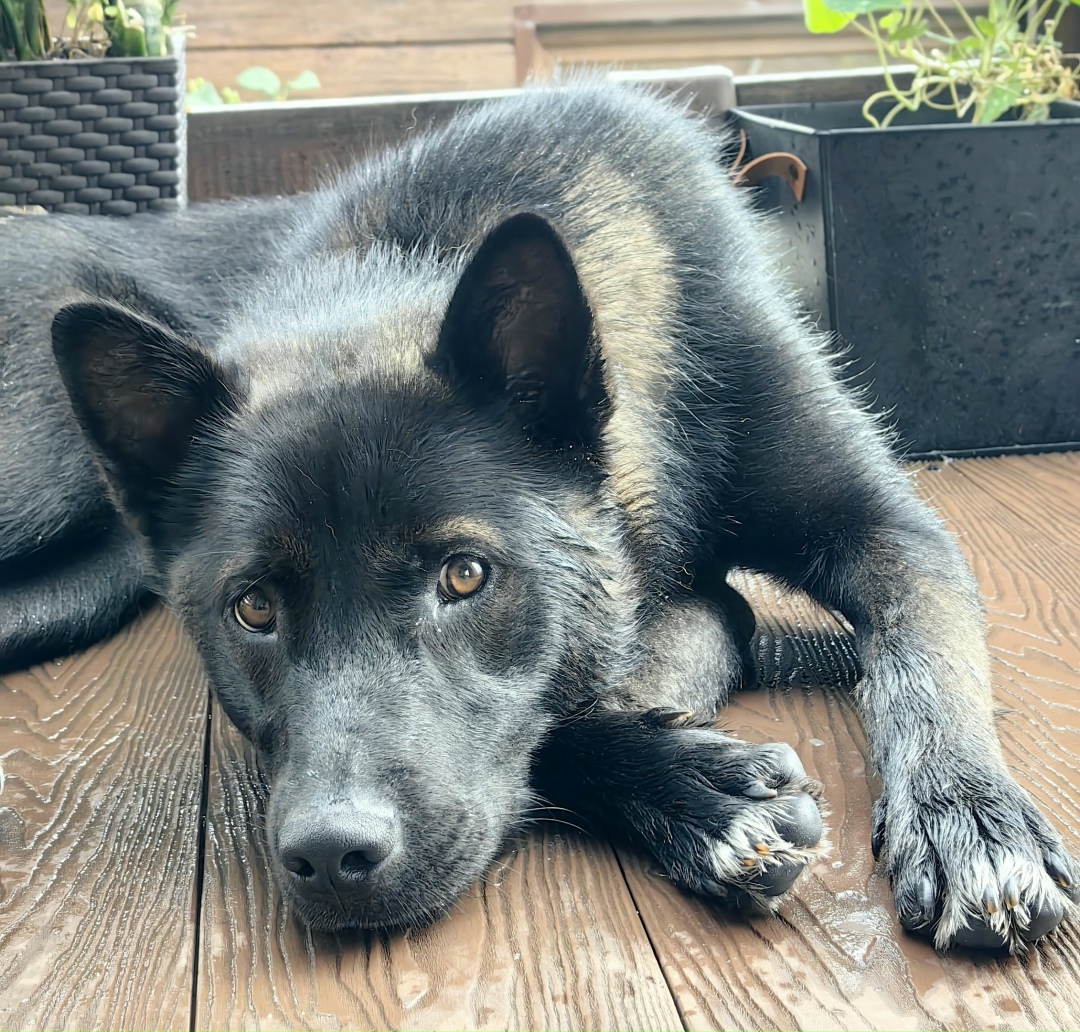 Пропала собака в Красноярске — фото объявления