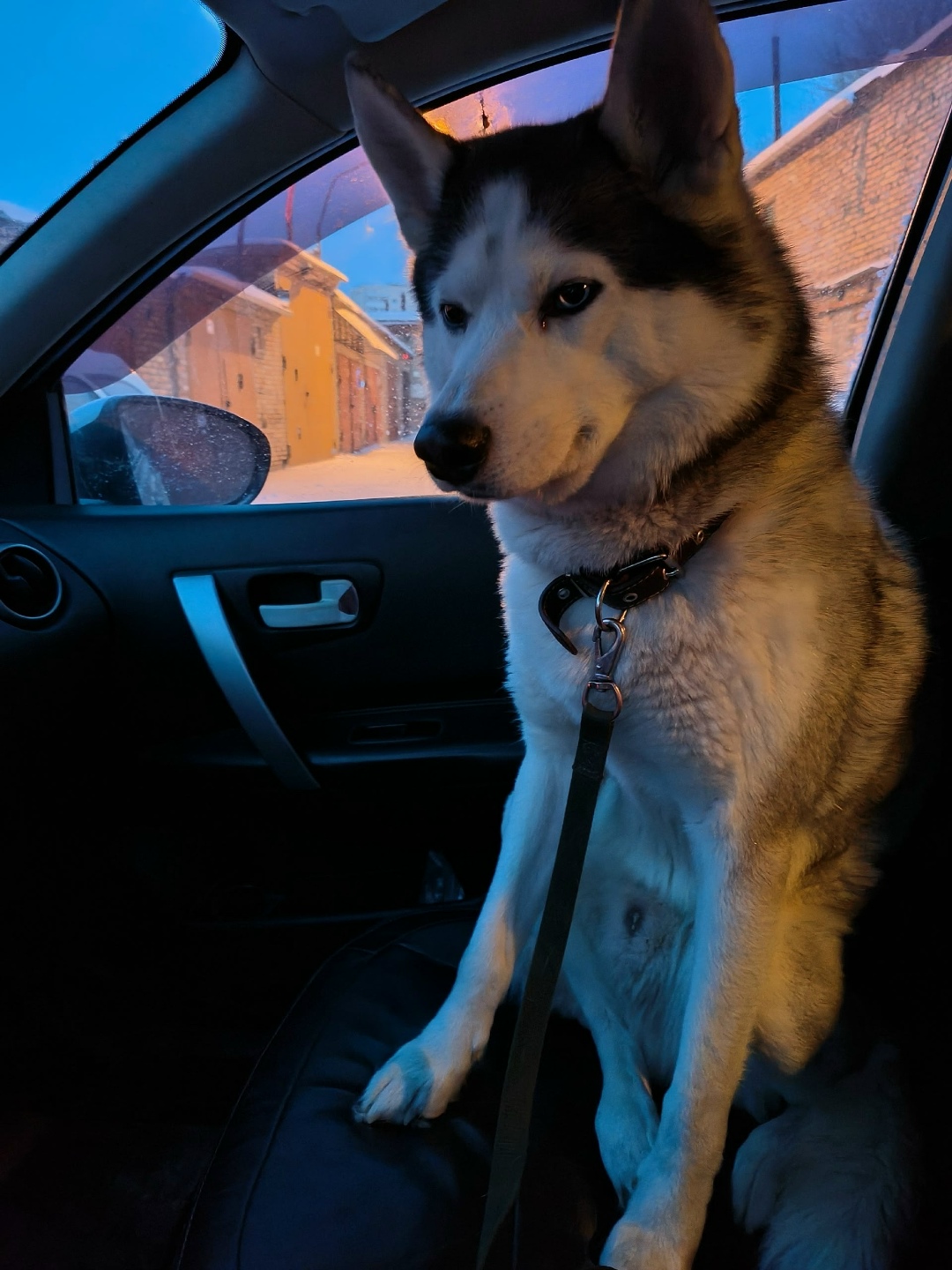 Найдена собака в Красноярске — фото объявления