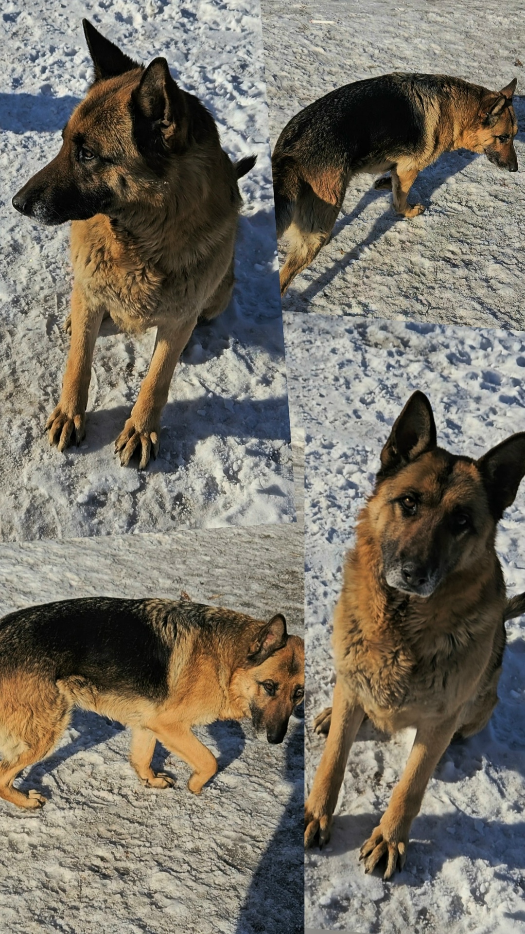 Пропала собака в Красноярске — фото объявления