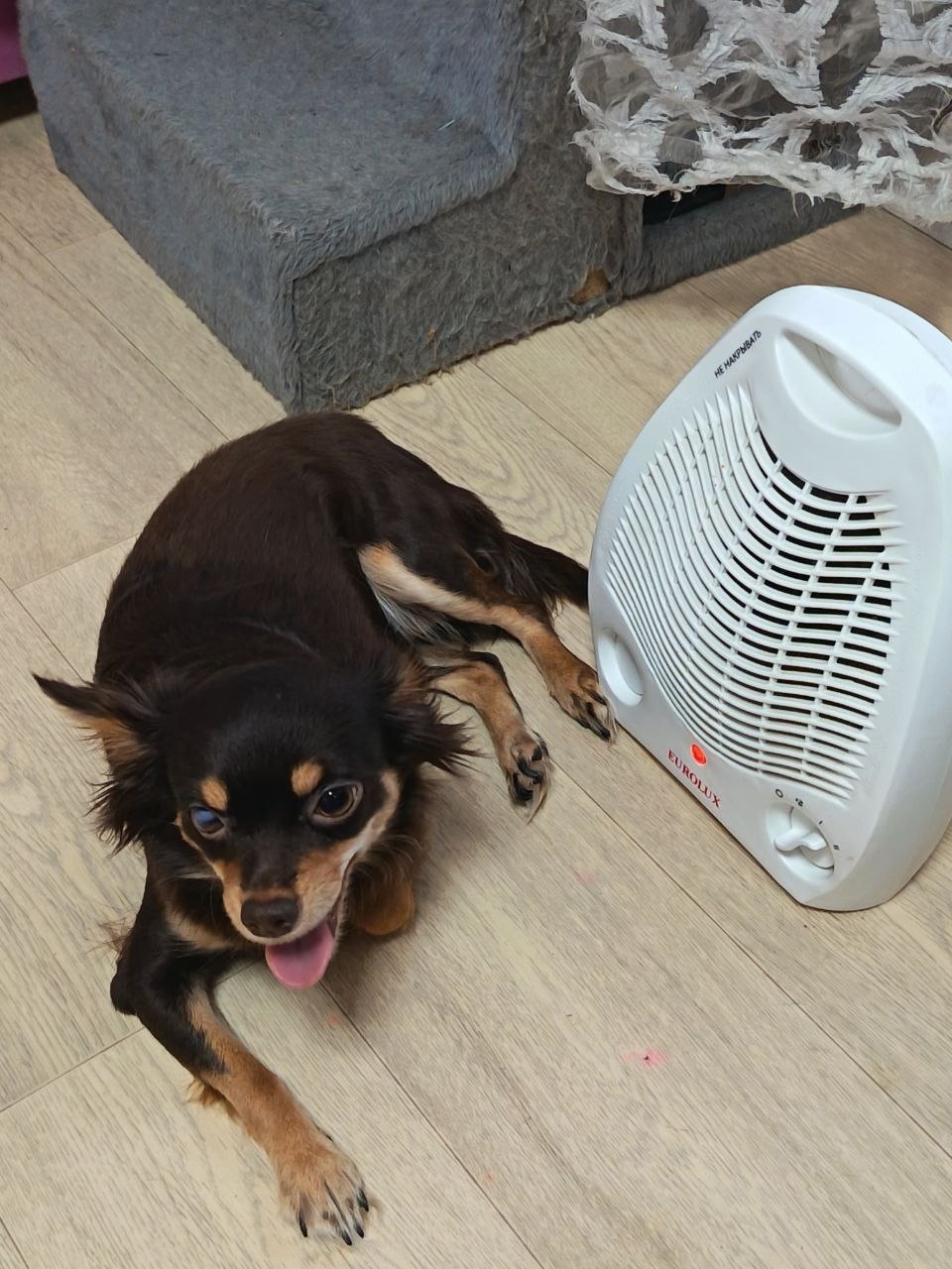 Пропала собака в Красноярске — фото объявления