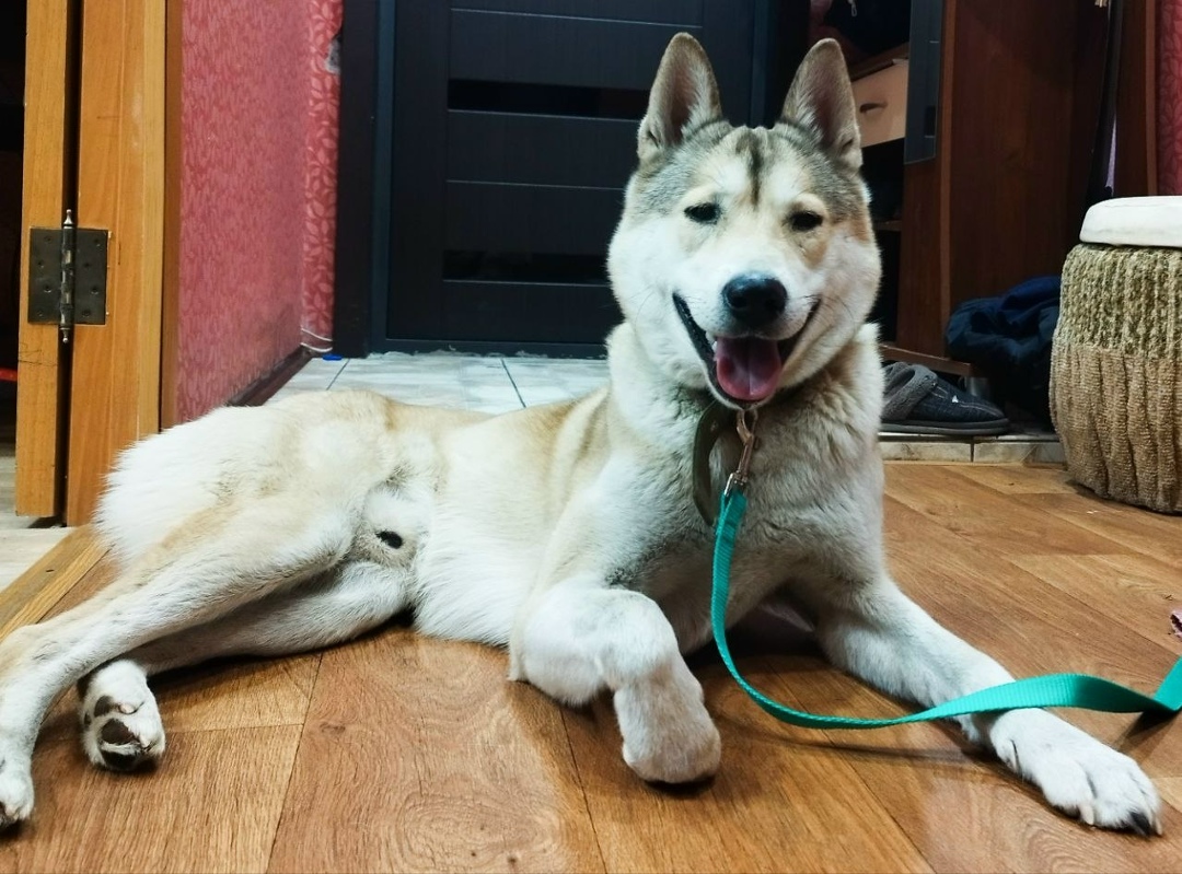 Пропала собака в Красноярске — фото объявления