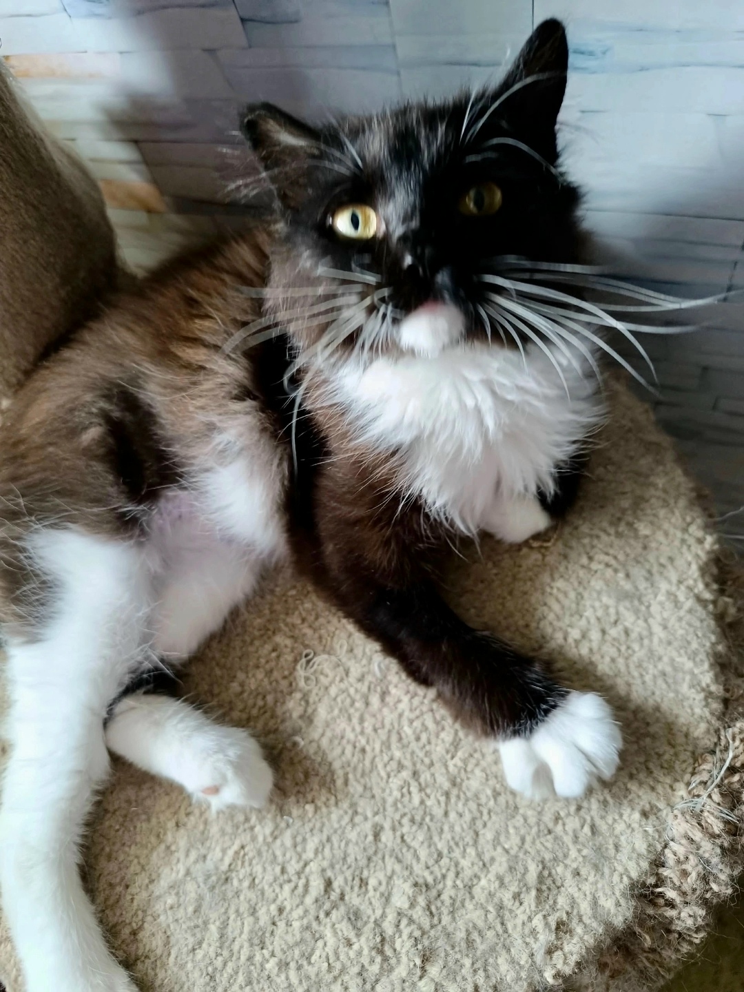 Найдена собака в Красноярске — фото объявления