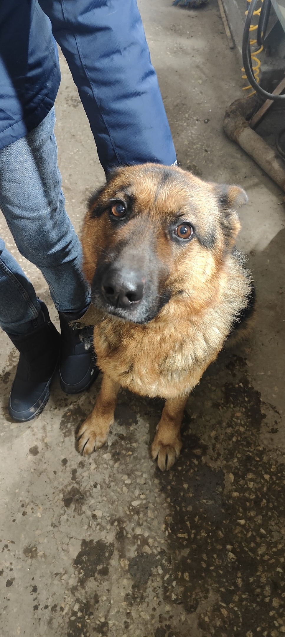 Найдена собака в Красноярске — фото объявления