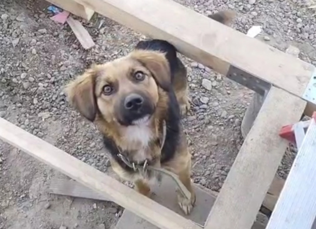 Пропала собака в Красноярске — фото объявления