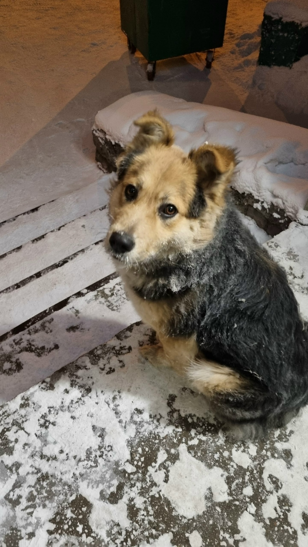 Найдена собака в Красноярске — фото объявления