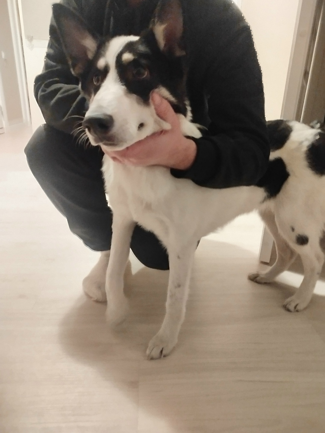 Найдена собака в Красноярске — фото объявления