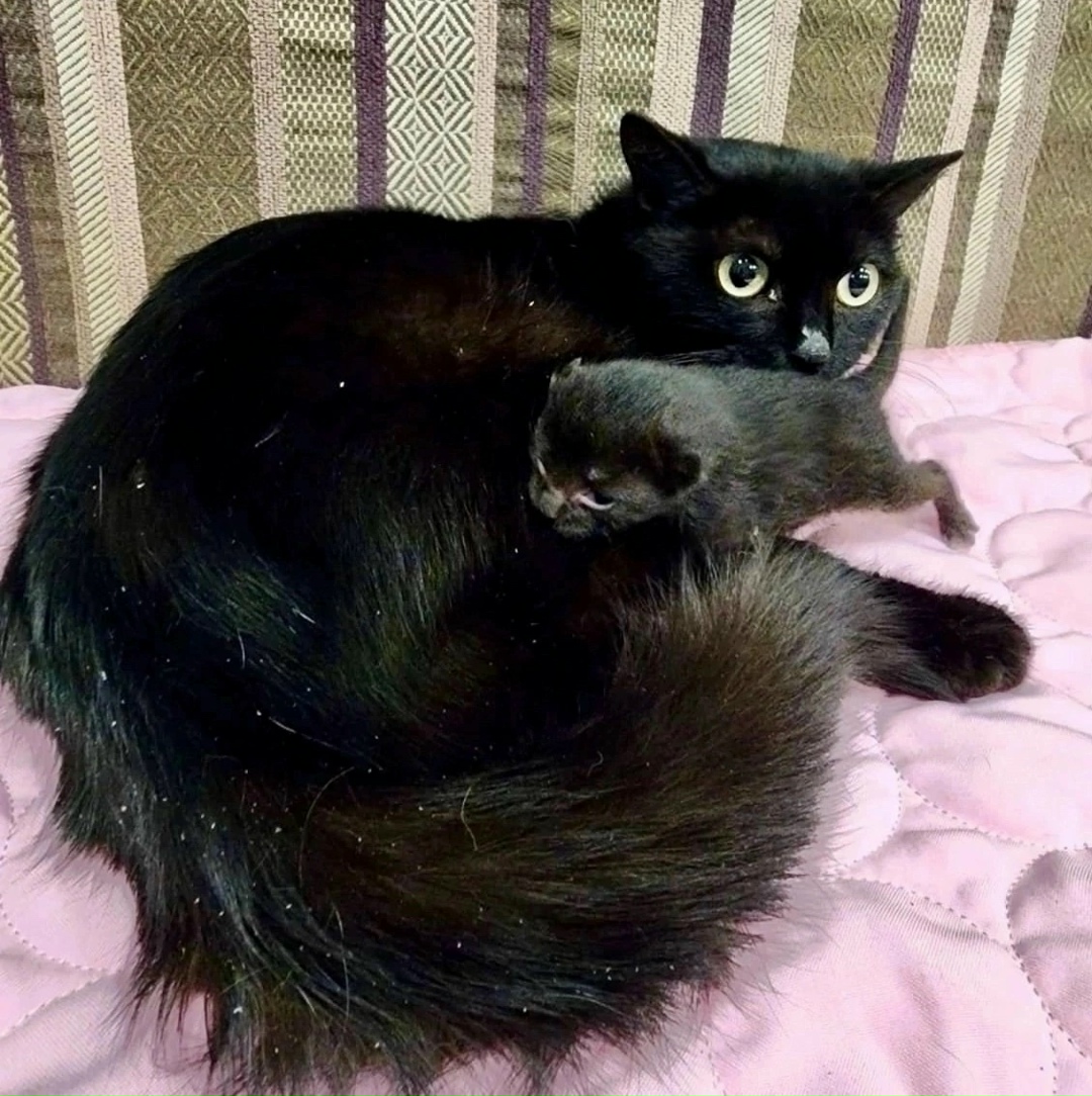 Найдена собака в Красноярске — фото объявления