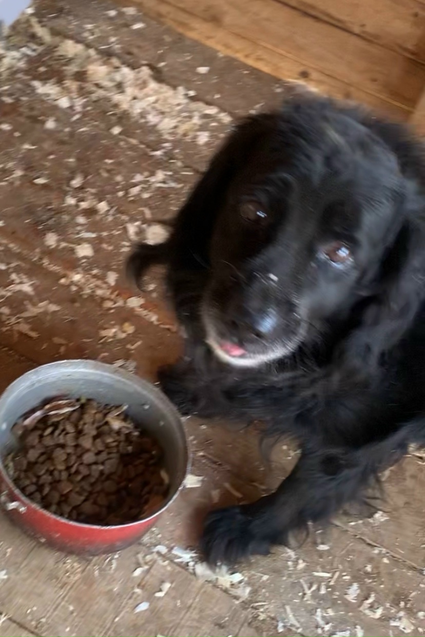 Пропала собака в Красноярске — фото объявления