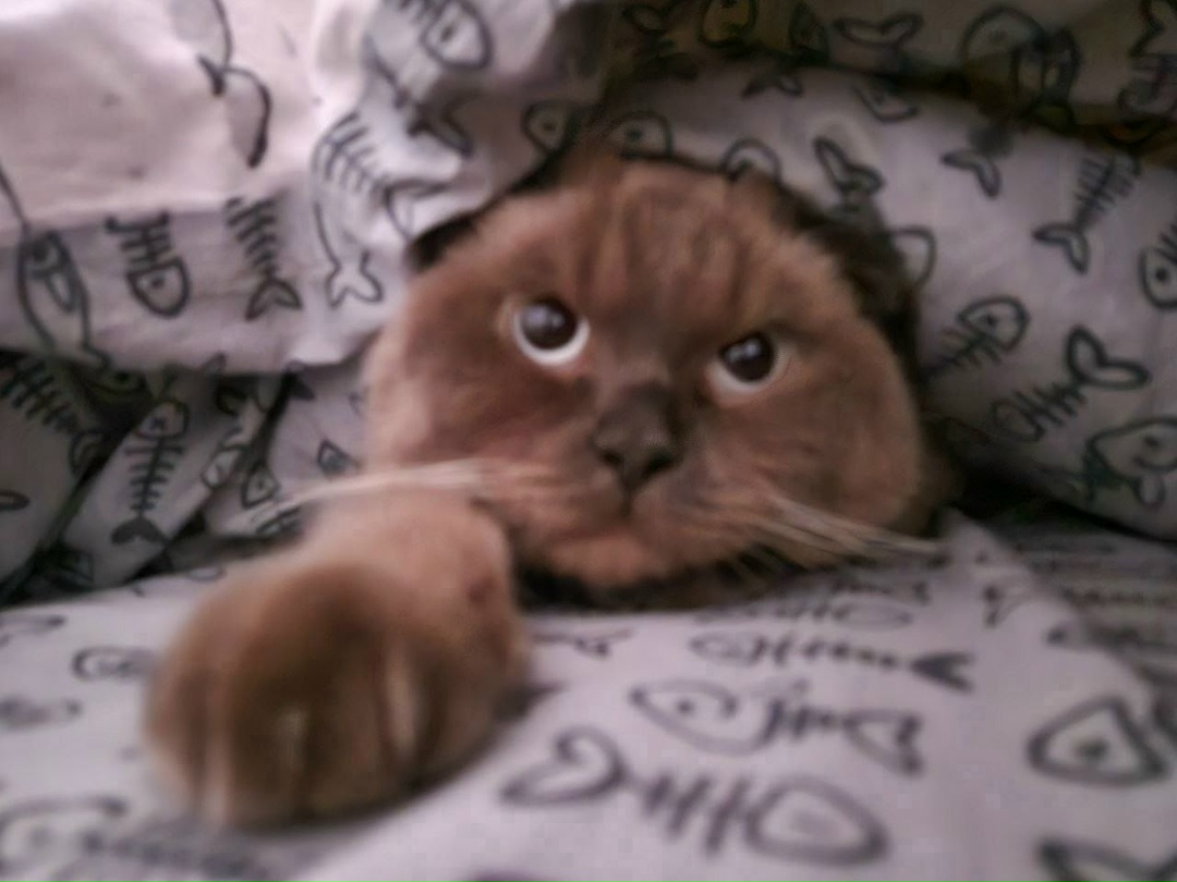 Пропала собака в Красноярске — фото объявления