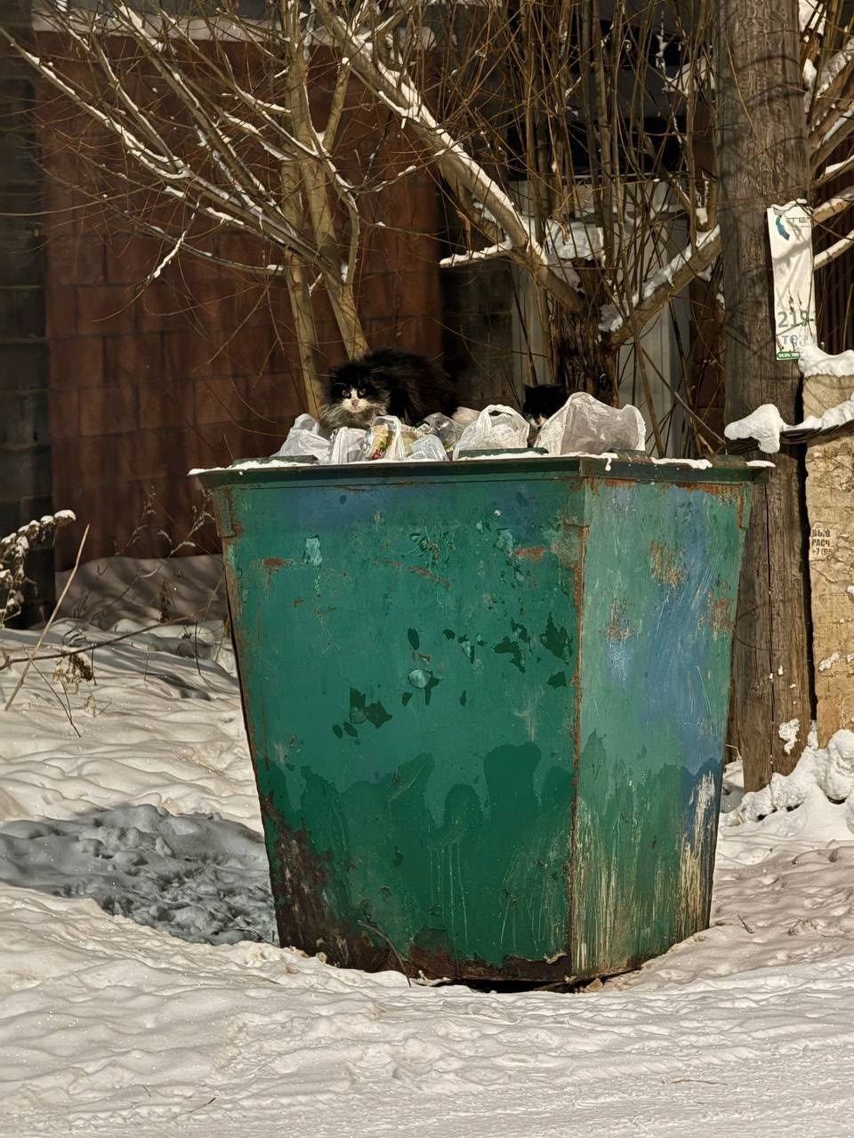 Найдена кошка в Красноярске — фото объявления