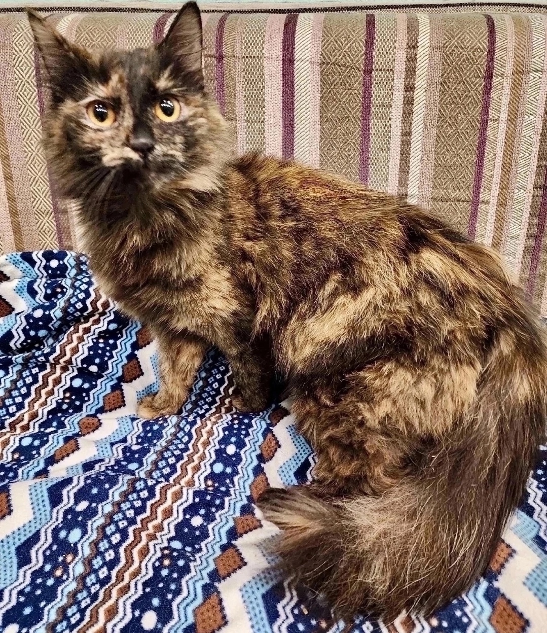 Найдена собака в Красноярске — фото объявления