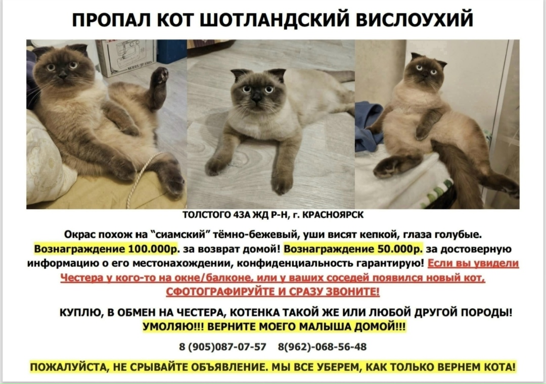 Пропала собака в Красноярске — фото объявления