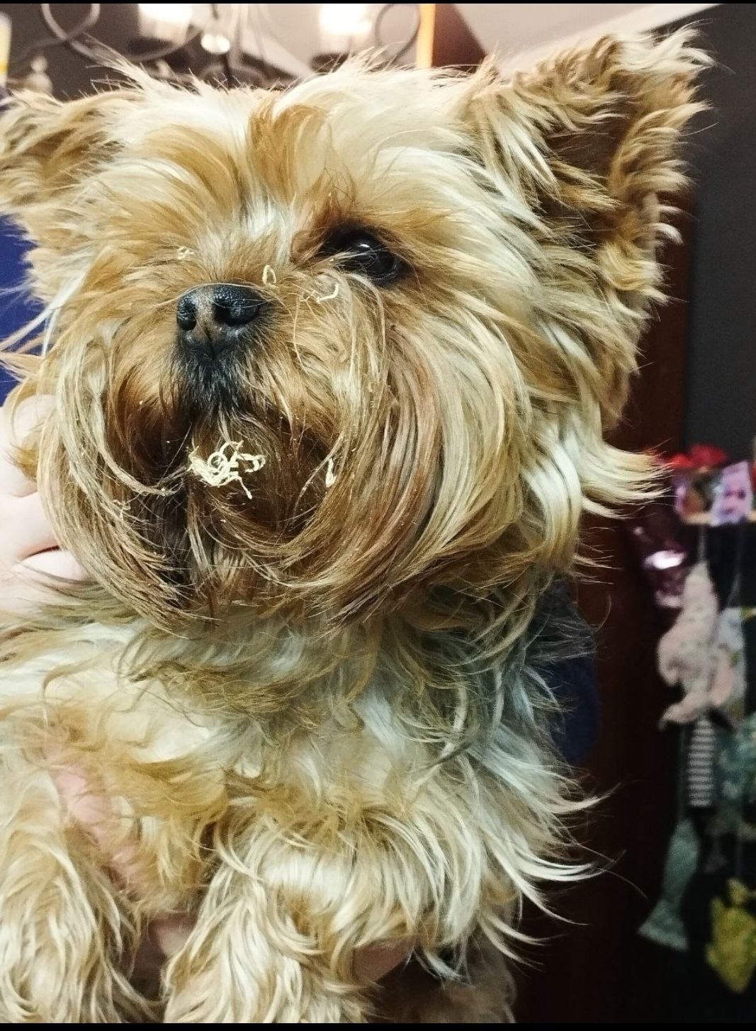 Пропала собака в Красноярске — фото объявления