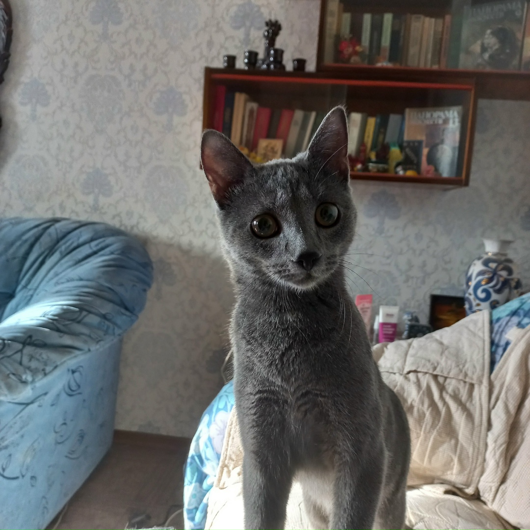 Найдена кошка в Красноярске — фото объявления