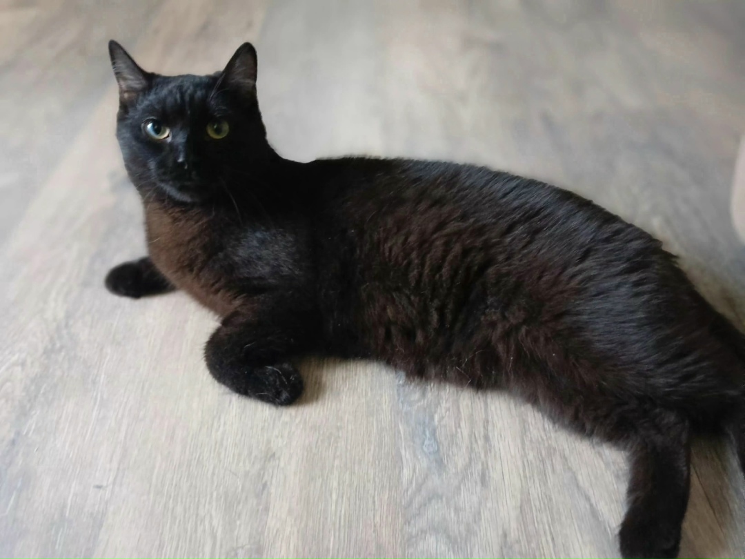 Найдена собака в Красноярске — фото объявления