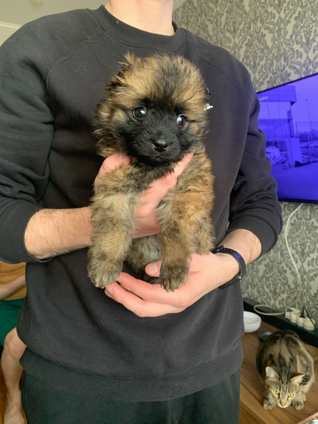 Найдена собака в Красноярске — фото объявления