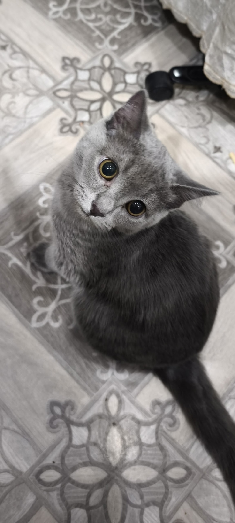 Пропала кошка в Красноярске — фото объявления