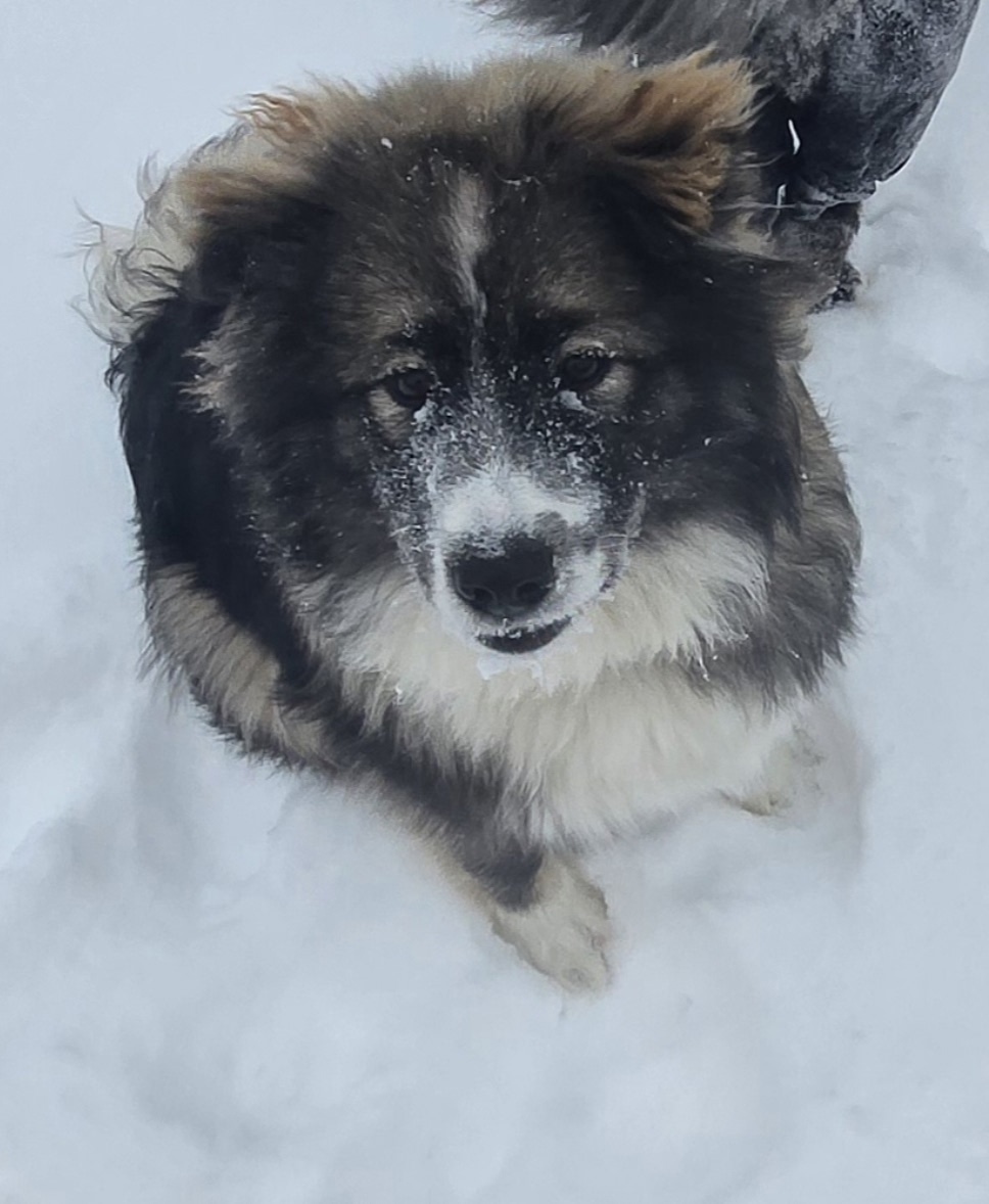 Пропала собака в Красноярске — фото объявления