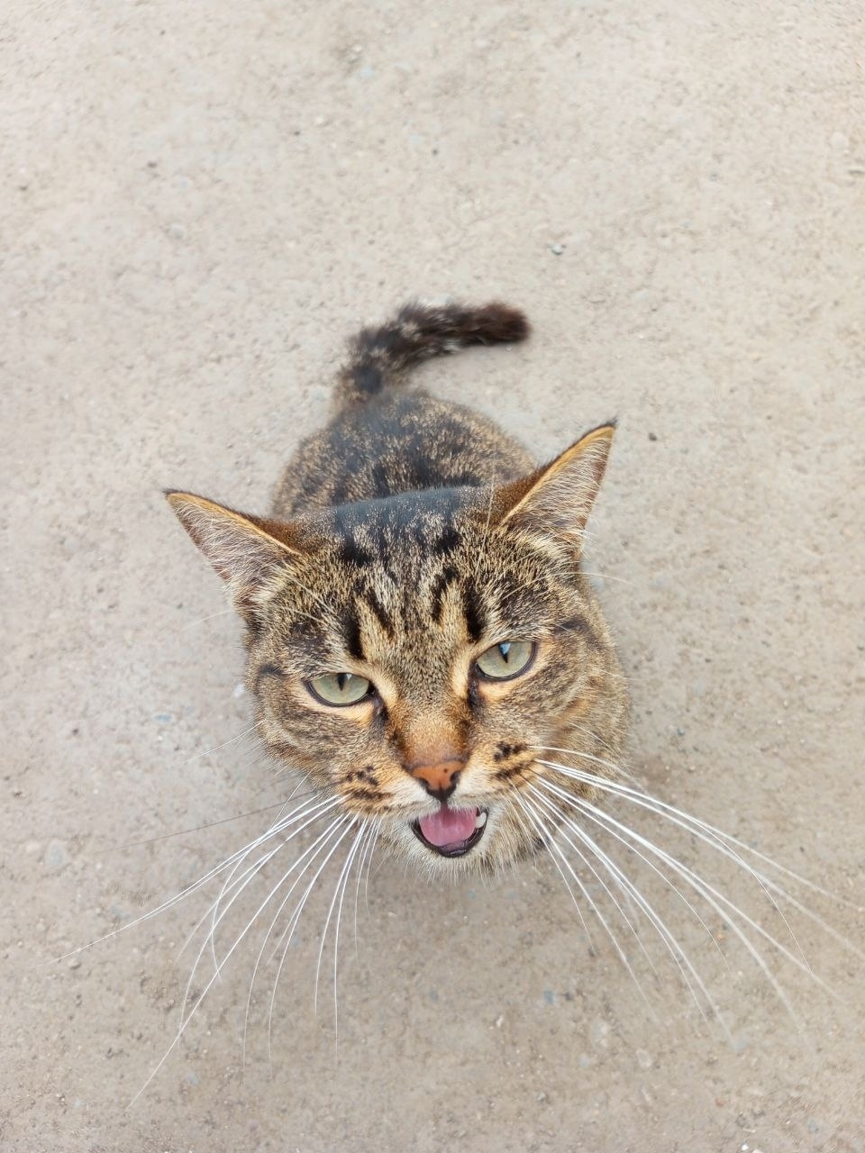 Найдена собака в Красноярске — фото объявления