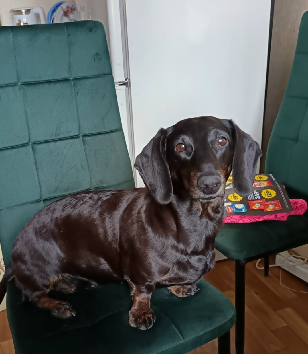 Пропала собака в Красноярске — фото объявления