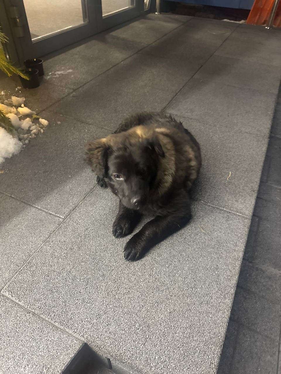 Найдена собака в Красноярске — фото объявления