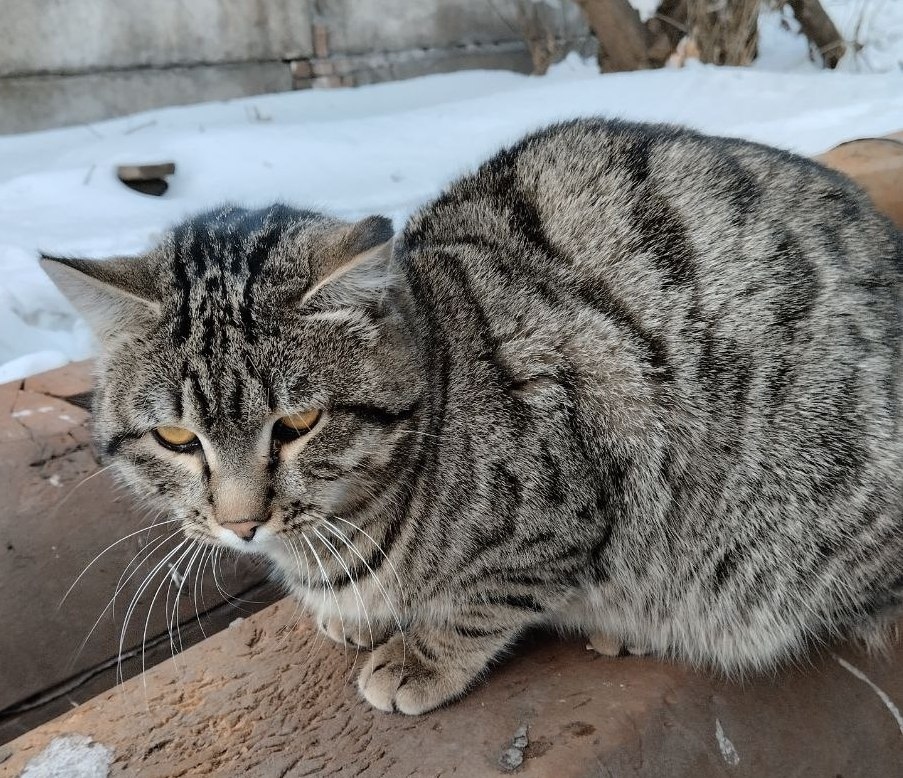 Пропала кошка в Красноярске — фото объявления