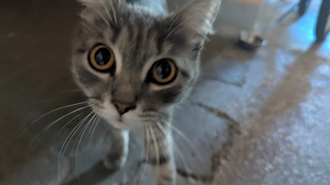 Найдена собака в Красноярске — фото объявления