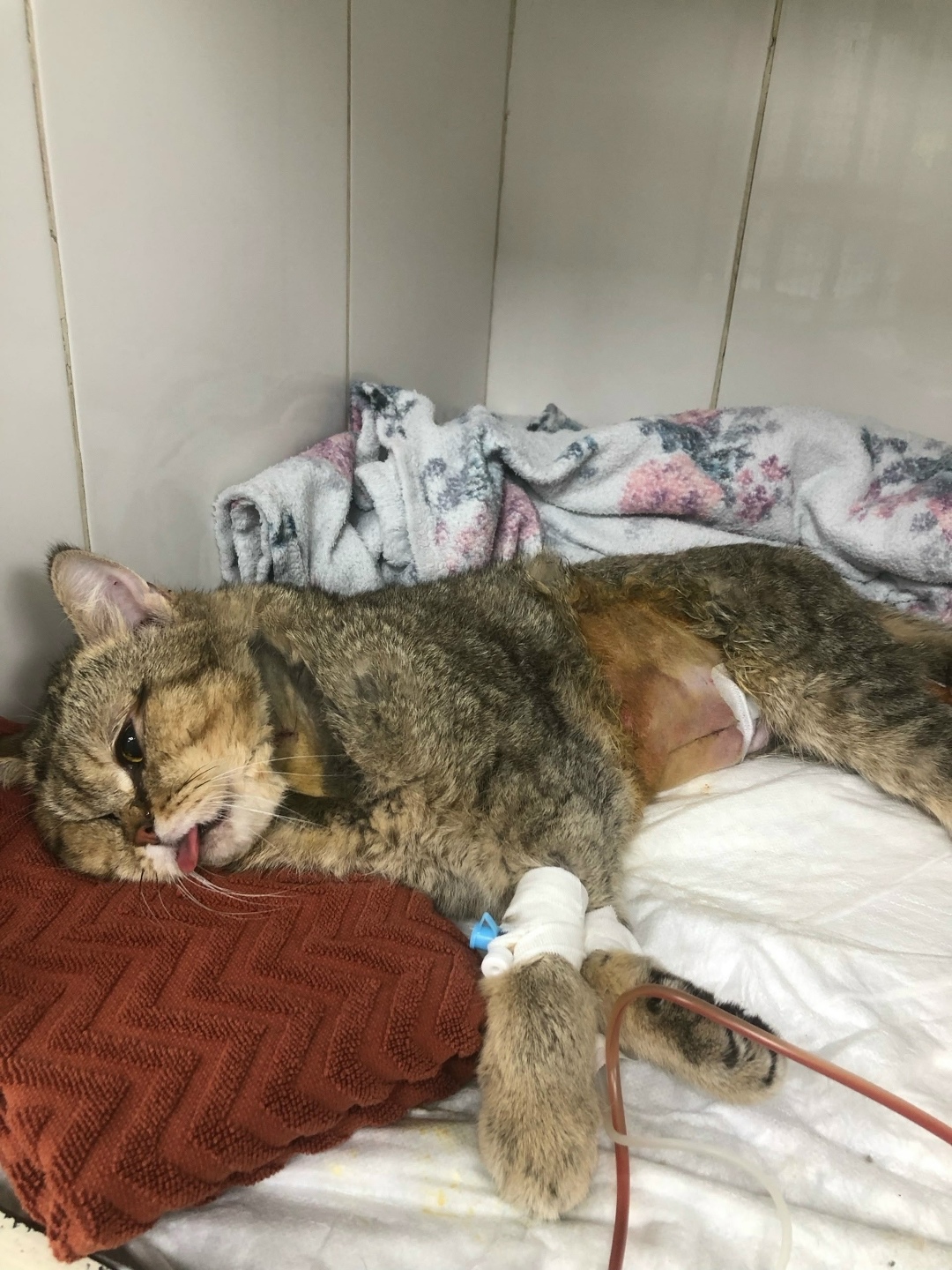 Найдена кошка в Красноярске — фото объявления