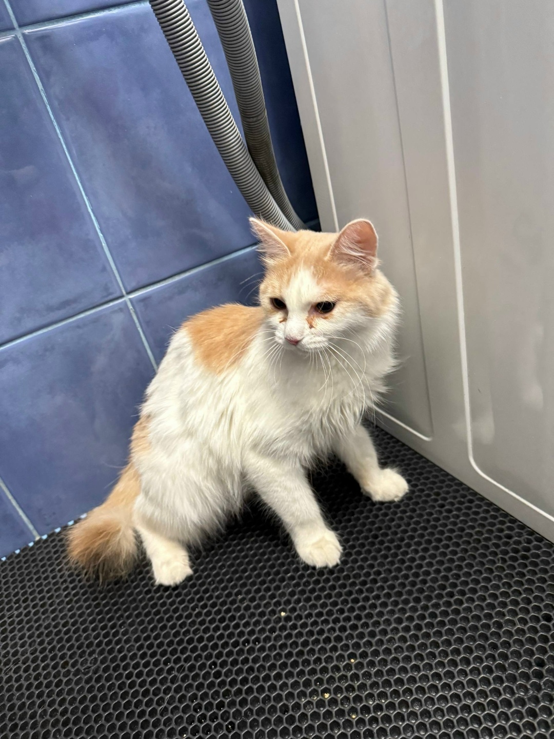 Найдена кошка в Красноярске — фото объявления